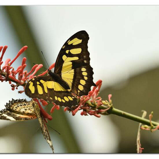 Malachitfalter: Tier im Habitat Innenraum in der NatureSpots App