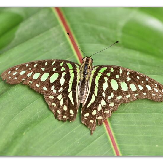 Graphium agamemnon: Animal in habitat Living space or Indoor in the NatureSpots App