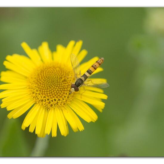 Gewöhnliche Langbauchschwebfliege: Tier im Habitat Halb-natürliches Grasland in der NatureSpots App