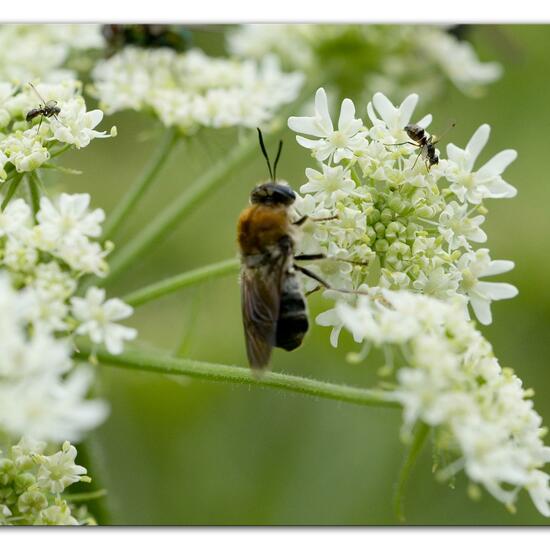 Stratiomys longicornis: Animal in habitat Semi-natural grassland in the NatureSpots App