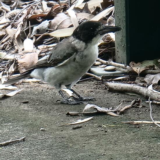 Grey Butcherbird: Animal in habitat Park in the NatureSpots App