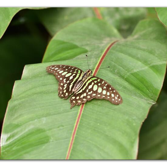 Graphium agamemnon: Animal in habitat Living space or Indoor in the NatureSpots App