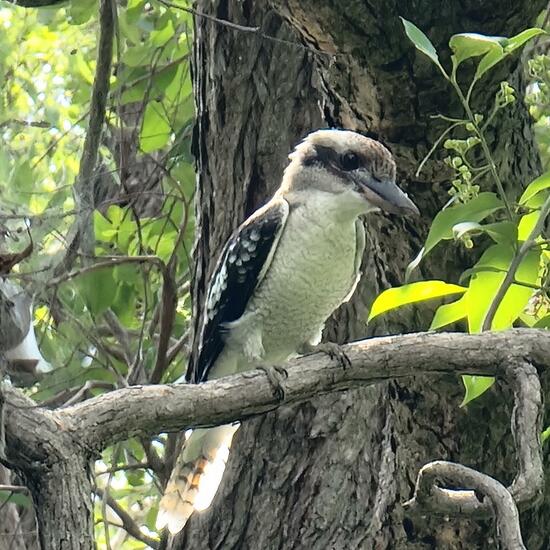 Laughing kookaburra: Animal in habitat Park in the NatureSpots App