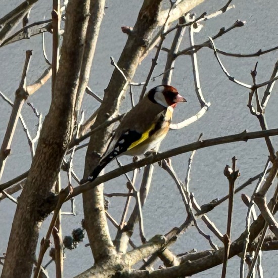 Stieglitz: Tier im Habitat Garten in der NatureSpots App