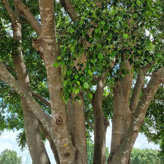 Ficus benjamina: Plant in habitat Park in the NatureSpots App