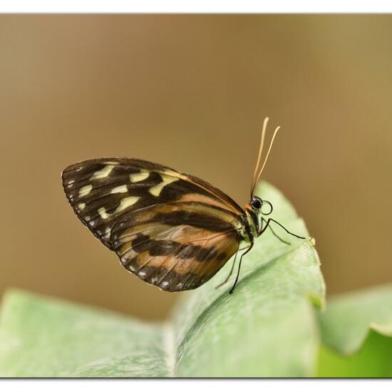 Eueides isabella: Tier im Habitat Innenraum in der NatureSpots App