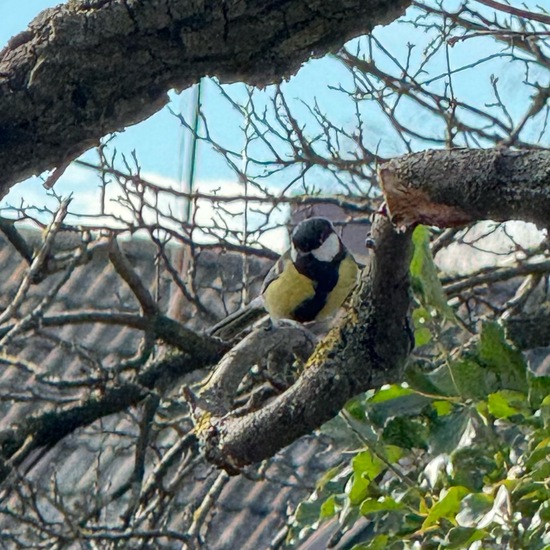 Kohlmeise: Tier im Habitat Garten in der NatureSpots App