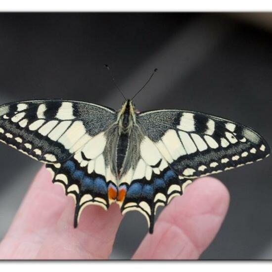 Papilio machaon: Animal in habitat Living space or Indoor in the NatureSpots App