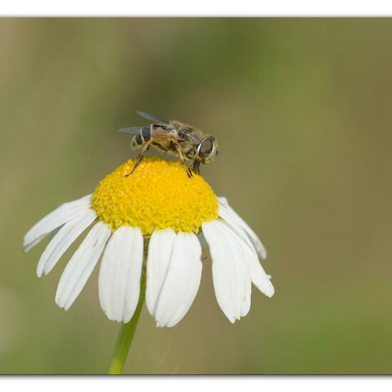 Eristalis arbustorum: Animal in habitat Semi-natural grassland in the NatureSpots App