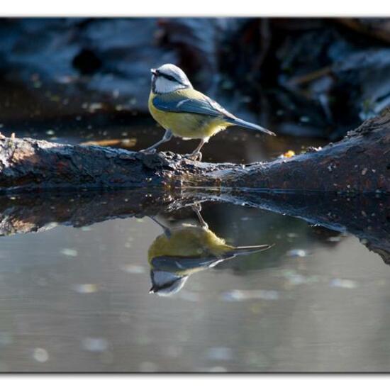 Cyanistes caeruleus: Animal in habitat Backyard in the NatureSpots App