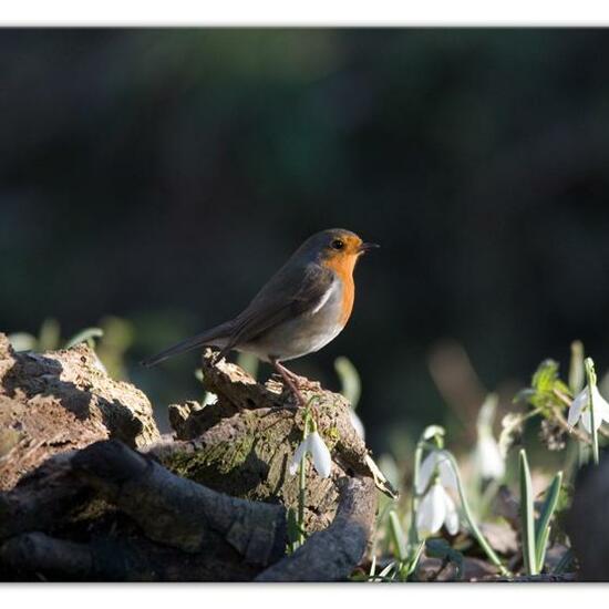 Rotkehlchen: Tier im Habitat Hinterhof in der NatureSpots App