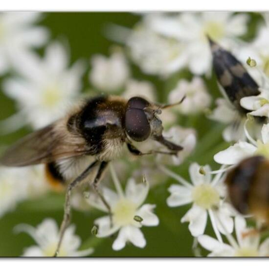 Bunte Erzschwebfliege: Tier im Habitat Halb-natürliches Grasland in der NatureSpots App