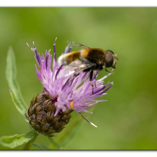 Eristalis intricaria: Animal in habitat Semi-natural grassland in the NatureSpots App