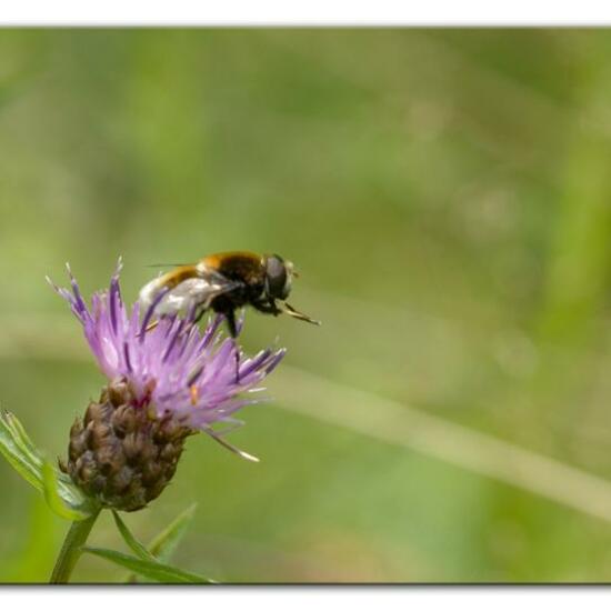 Eristalis intricaria: Animal in habitat Semi-natural grassland in the NatureSpots App