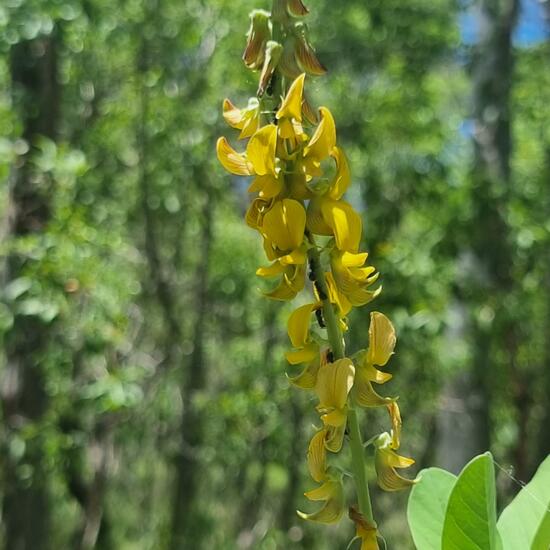 Crotalaria pallida: Plant in habitat Forest in the NatureSpots App