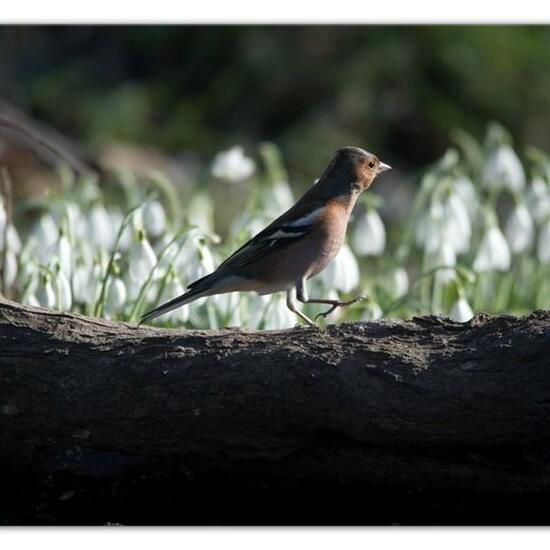 Buchfink: Tier im Habitat Hinterhof in der NatureSpots App