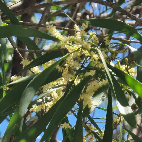 Acacia maidenii: Plant in habitat Park in the NatureSpots App