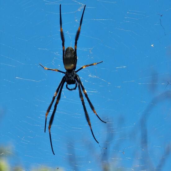 Poecilotheria: Animal in habitat Forest in the NatureSpots App