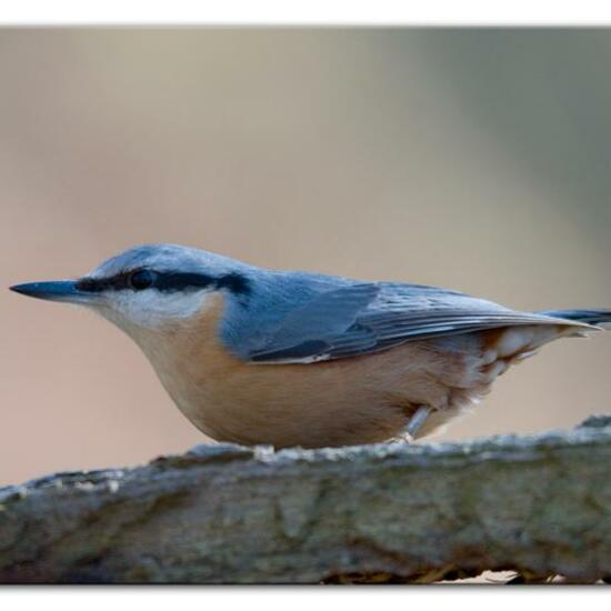 Kleiber: Tier im Habitat Hinterhof in der NatureSpots App