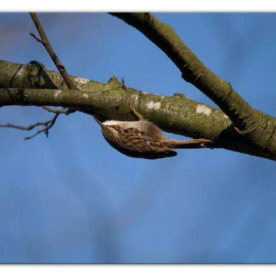 Short-toed Treecreeper: Animal in habitat Backyard in the NatureSpots App