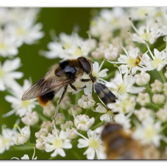 Bunte Erzschwebfliege: Tier im Habitat Halb-natürliches Grasland in der NatureSpots App