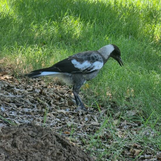 Australian magpie: Animal in habitat Park in the NatureSpots App