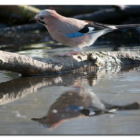 Eurasian Jay: Animal in habitat Backyard in the NatureSpots App