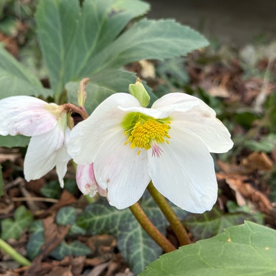 Schneerose: Pflanze im Habitat Garten in der NatureSpots App