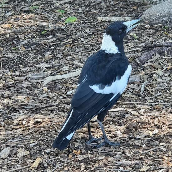 Australian magpie: Animal in habitat Park in the NatureSpots App