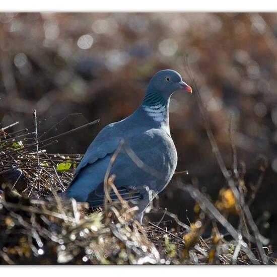 Common Wood Pigeon: Animal in habitat Backyard in the NatureSpots App