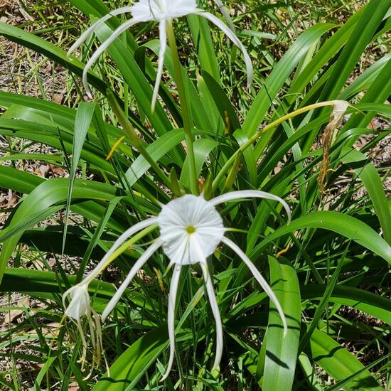 Hymenocallis littoralis: Pflanze im Habitat Anderes Waldhabitat in der NatureSpots App