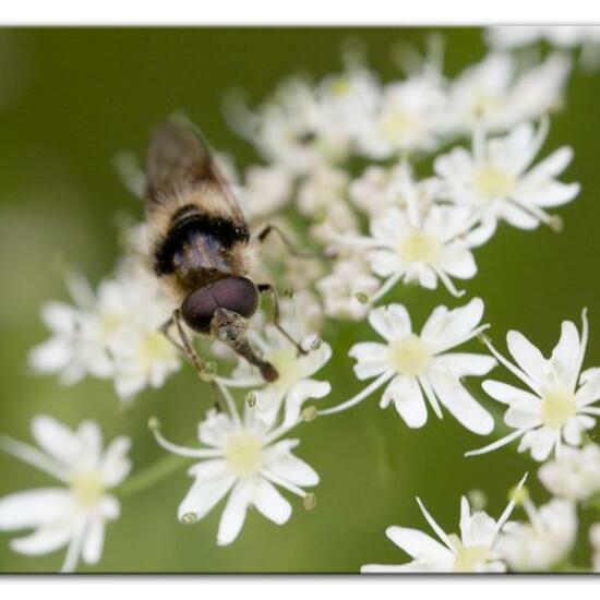 Bunte Erzschwebfliege: Tier im Habitat Halb-natürliches Grasland in der NatureSpots App