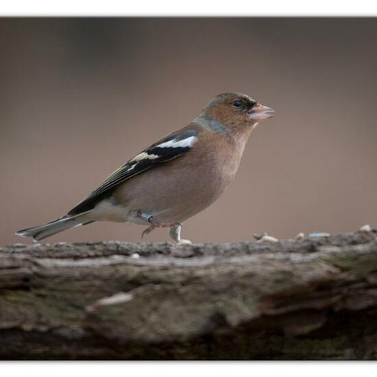 Buchfink: Tier im Habitat Hinterhof in der NatureSpots App