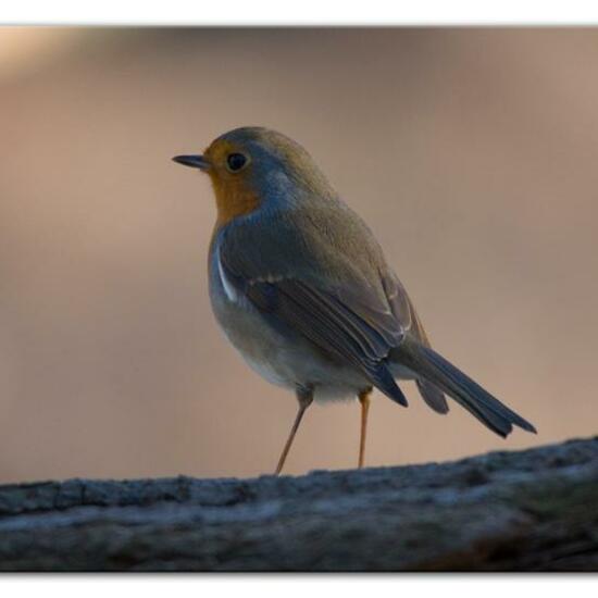 European robin: Animal in habitat Backyard in the NatureSpots App