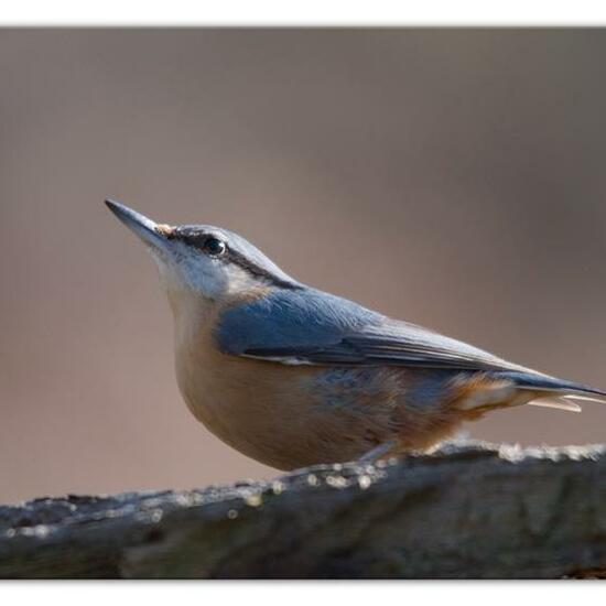 Kleiber: Tier im Habitat Hinterhof in der NatureSpots App