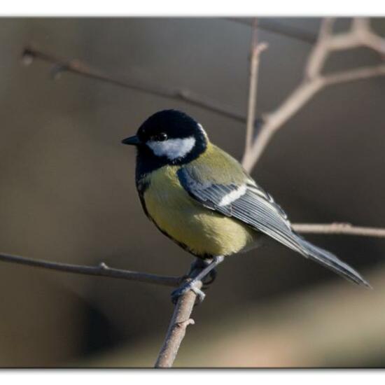 Kleiber: Tier im Habitat Hinterhof in der NatureSpots App