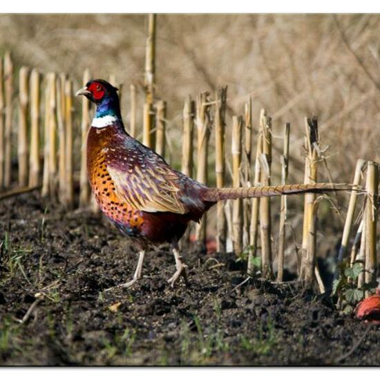 Common Pheasant: Animal in habitat Backyard in the NatureSpots App