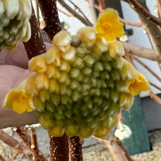 Edgeworthia chrysantha: Pflanze im Habitat Garten in der NatureSpots App