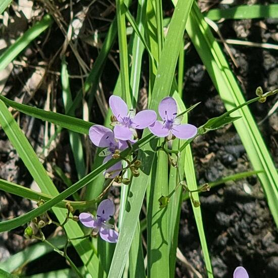 Murdannia graminea: Pflanze im Habitat Anderes Waldhabitat in der NatureSpots App