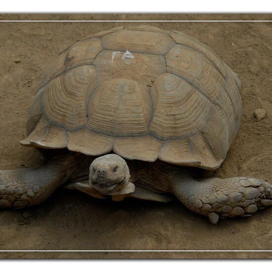 Testudo sulcata: Tier im Habitat Zoo/Gehege in der NatureSpots App