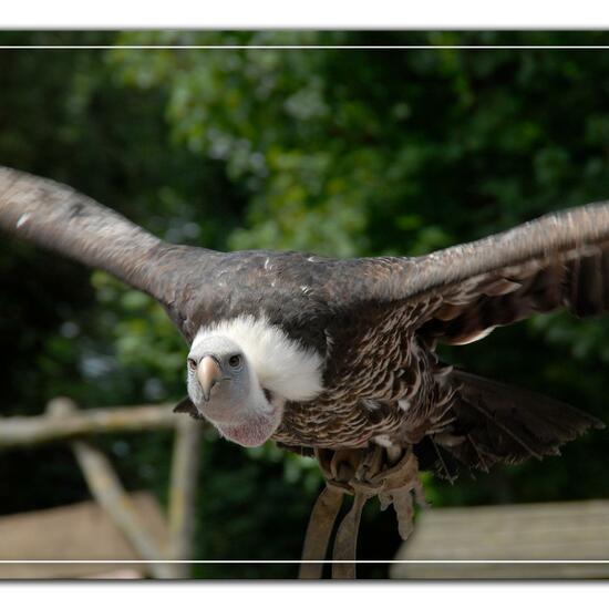 Griffon Vulture: Animal in habitat Zoo in the NatureSpots App