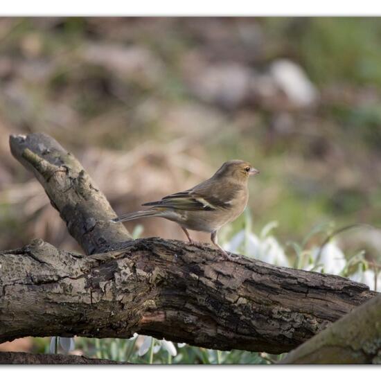 Buchfink: Tier im Habitat Hinterhof in der NatureSpots App