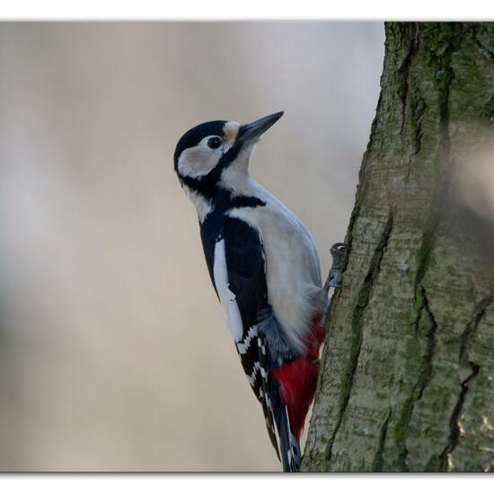 Buntspecht: Tier im Habitat Hinterhof in der NatureSpots App