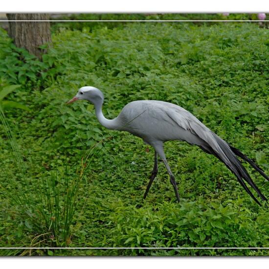 Grus paradisea: Animal in habitat Zoo in the NatureSpots App