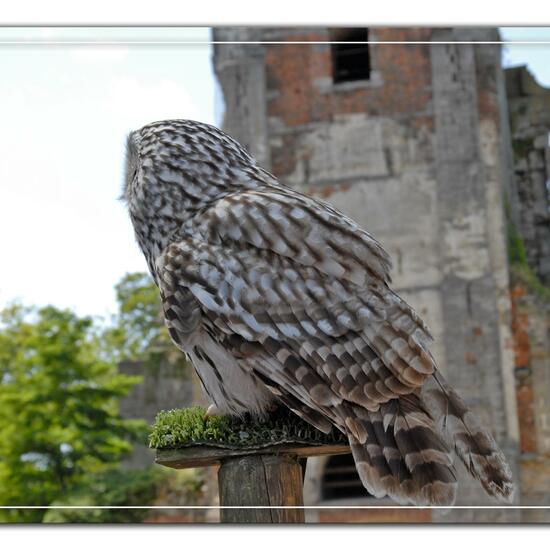 Ural Owl: Animal in habitat Zoo in the NatureSpots App