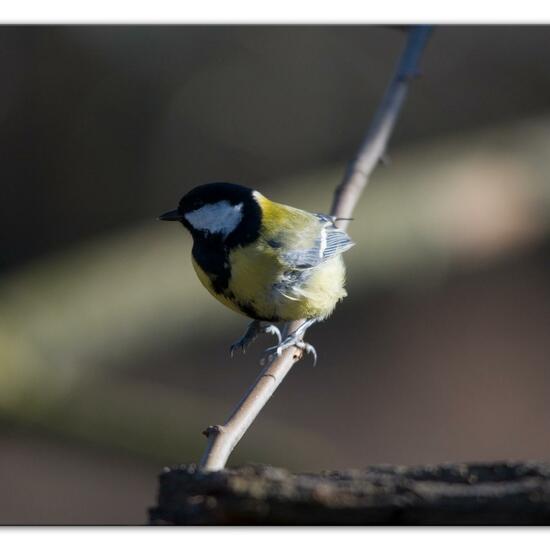 Kohlmeise: Tier im Habitat Hinterhof in der NatureSpots App