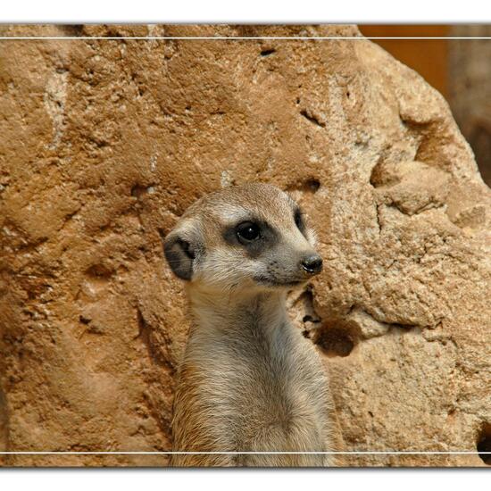 Meerkat: Animal in nature in the NatureSpots App