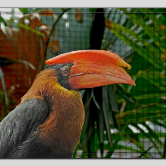 Buceros hydrocorax hydrocorax: Animal in habitat Zoo in the NatureSpots App