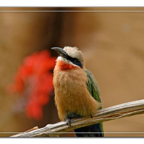 European Roller: Animal in habitat Zoo in the NatureSpots App