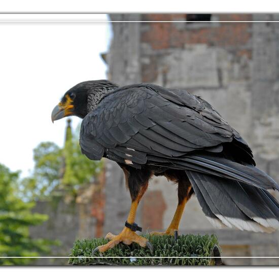 Striated Caracara: Animal in habitat Zoo in the NatureSpots App